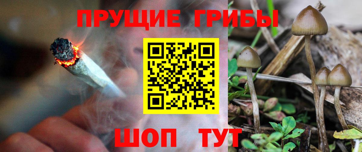 Псилоцибиновые грибы Psilocybine cubensis Тавда